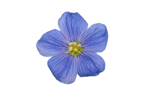 Härliga blommor av lin isolerade — Stockfoto