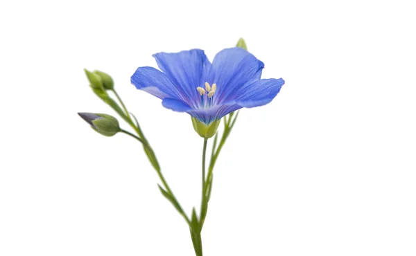 Beautiful flowers of flax isolated — Stock Photo, Image