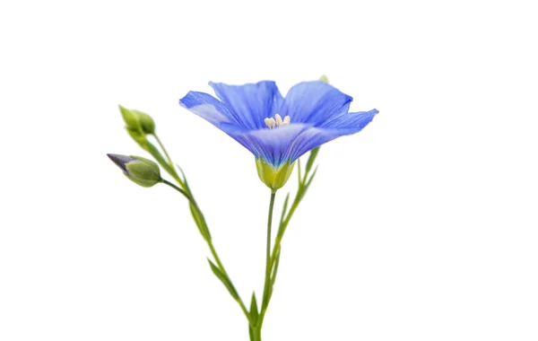 Beautiful flowers of flax isolated — Stock Photo, Image