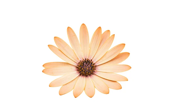 Osteospermum Daisy or Cape Daisy Flower —  Fotos de Stock