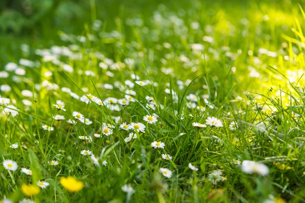 Bakgrund av prästkragar — Stockfoto