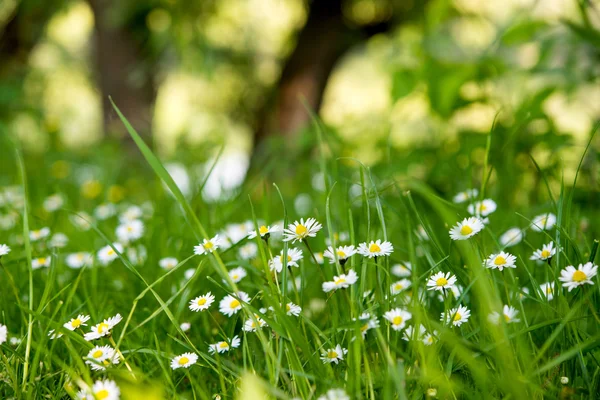 ヒナギクの花の背景 — ストック写真