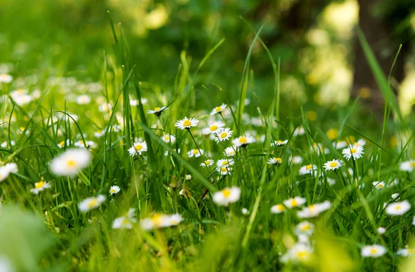 Achtergrond van de margrieten — Stockfoto