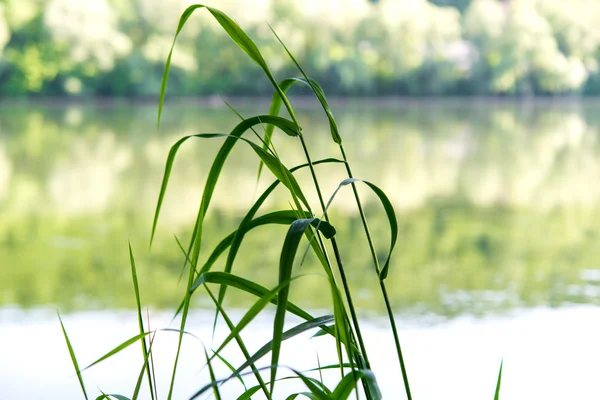 Grass on the river — Stock Photo, Image