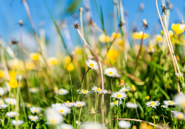 Daisy blommande — Stockfoto