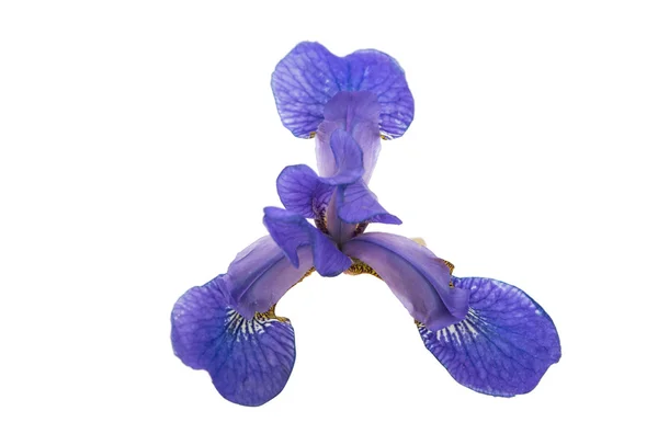 Flor de iris azul — Foto de Stock