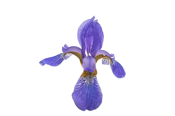 Iris bleu fleur — Photo