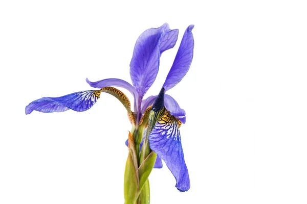 Blå iris blomma — Stockfoto