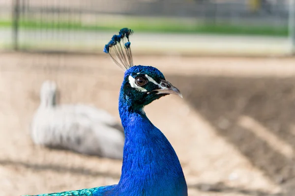 Mooie peacock — Stockfoto