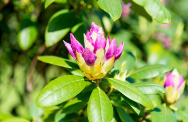 Azalea, pembe açelya çiçek çiçek bir parkta