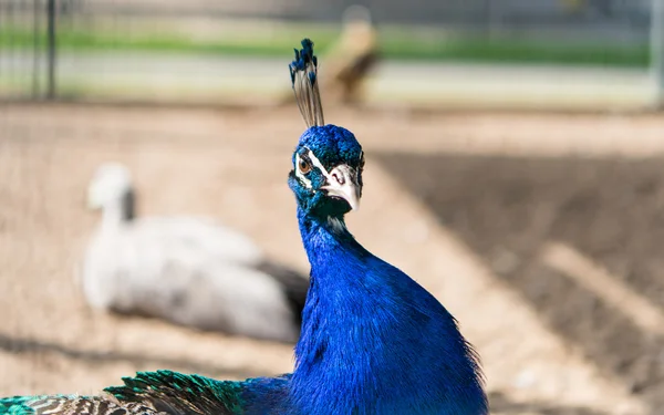 Beautiful peacock — Stock Photo, Image