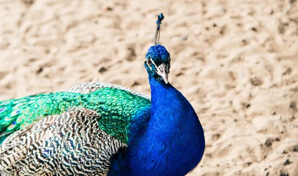 Mooie peacock — Stockfoto