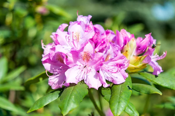 Azálea, flor de azálea rosa em um parque — Fotografia de Stock