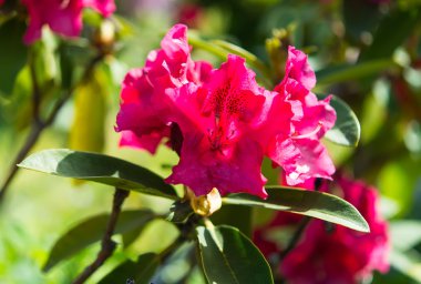Bahar güzel pembe Azaleas closeup