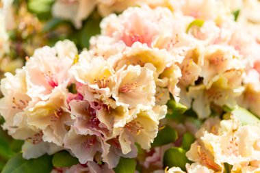 Baharda çiçek açan bahçede azaleas