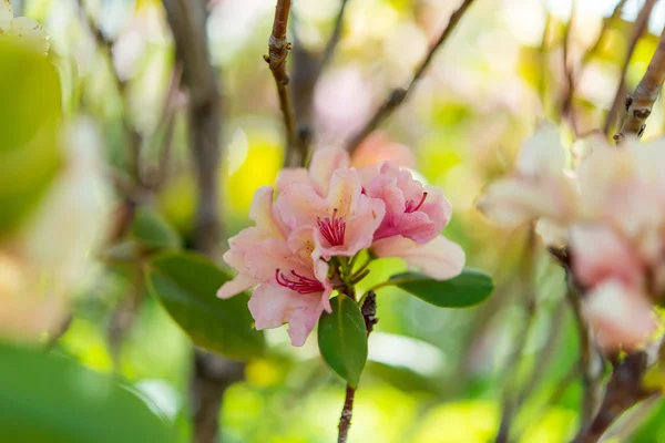 Azaleas blooming in spring in garden — Stock Photo, Image