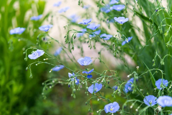 Background of blooming blue flax in a farm field — Stock Photo, Image