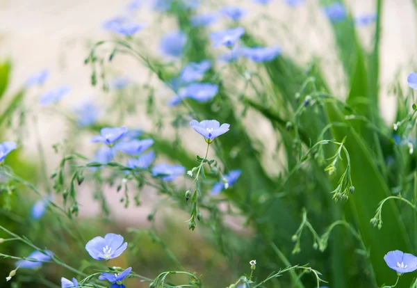 Fundo de linho azul florescendo em um campo de fazenda — Fotografia de Stock