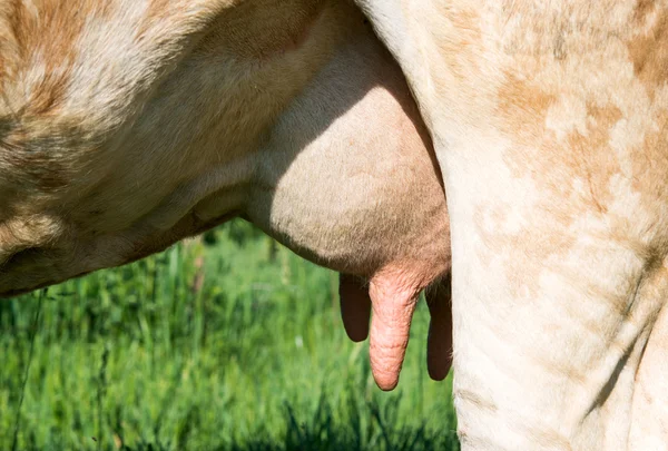 Cow — Stock Photo, Image