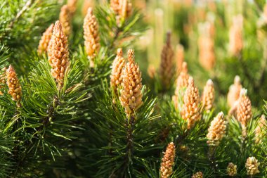 Genç dallarda vuruyor 