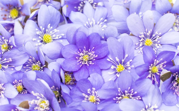 Hepatica nobilis — Stockfoto