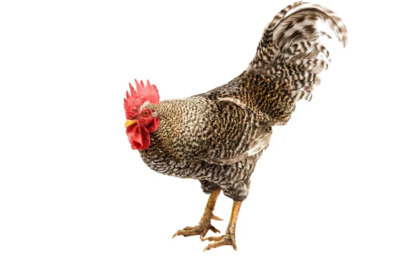 Rooster isolated — Stock Photo, Image