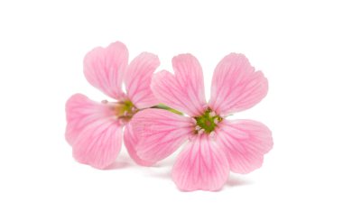 narin pembe çiçekler 