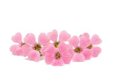 narin pembe çiçekler 