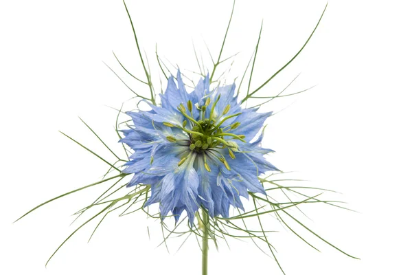 Knapweed çiçek — Stok fotoğraf