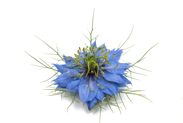 Knapweed çiçek — Stok fotoğraf
