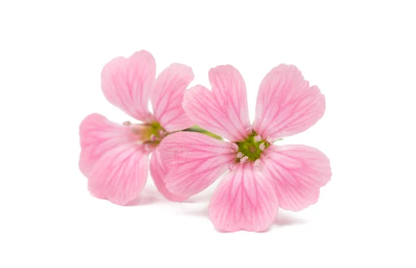 Delicate pink flowers — Stock Photo, Image