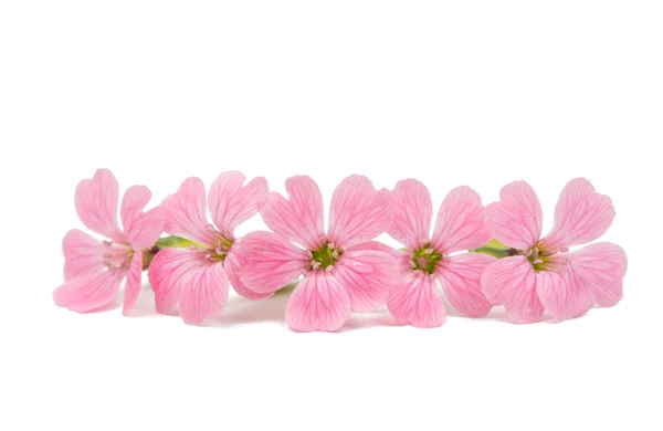 Delicate pink flowers — Stock Photo, Image