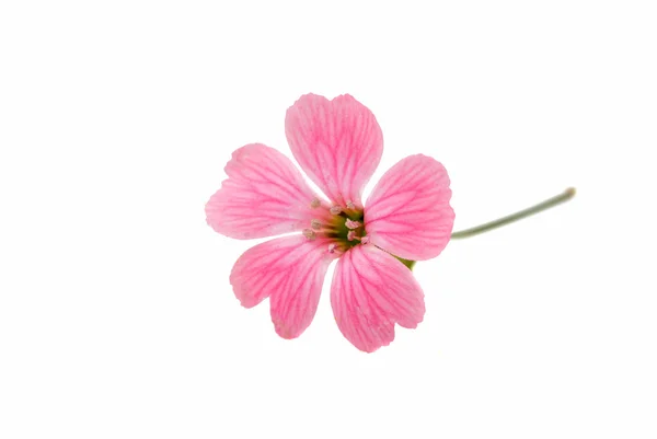 Delicate roze bloemen — Stockfoto