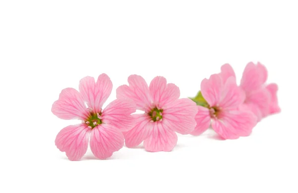 Delicadas flores cor de rosa — Fotografia de Stock