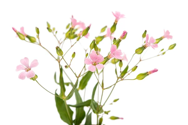 Zarte rosa Blüten — Stockfoto