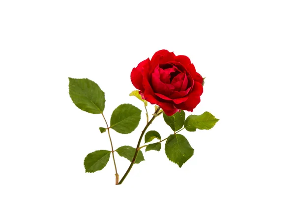 Red rose isolated — Stock Photo, Image