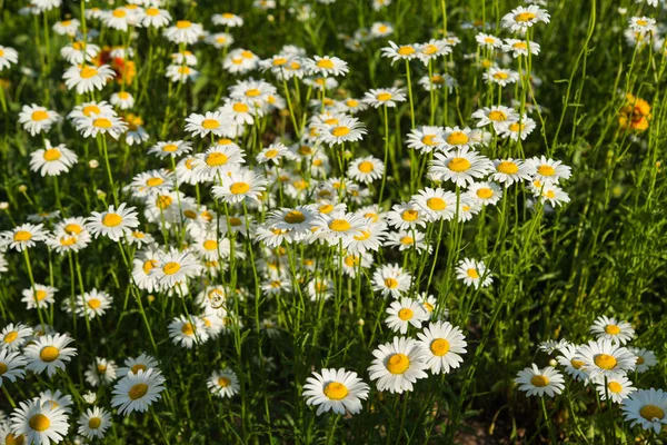 Gänseblümchen — Stockfoto