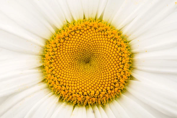 Marguerite — Photo