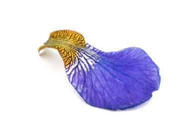 yaprak Iris çiçeği 