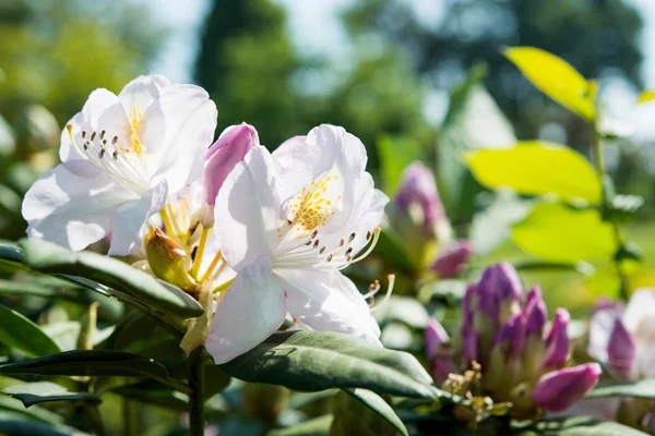 Rododendron — Stock fotografie