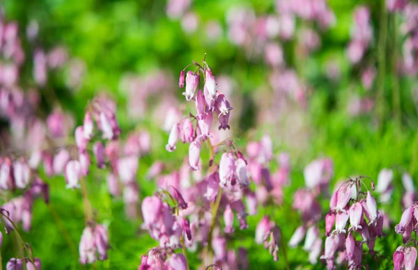 성장 하는 아름 다운 핑크색 꽃 — 스톡 사진