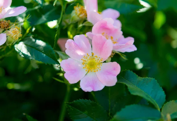 Kwiat pies róża (Rosa canina) — Zdjęcie stockowe