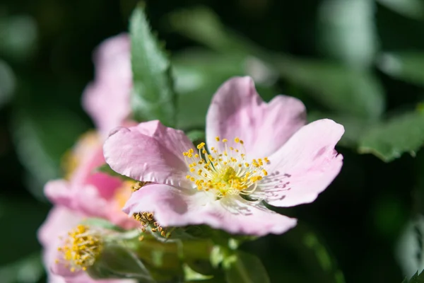 Flor de cachorro-rosa (Rosa canina ) — Fotografia de Stock