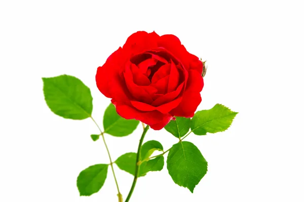 Червона троянда, ізольовані — стокове фото