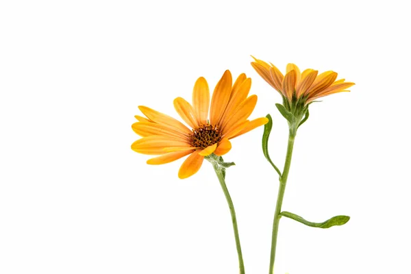 Osteospermum Daisy or Cape Daisy Flower — Foto de Stock