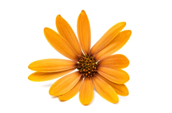 Osteospermum Daisy or Cape Daisy Flower —  Fotos de Stock