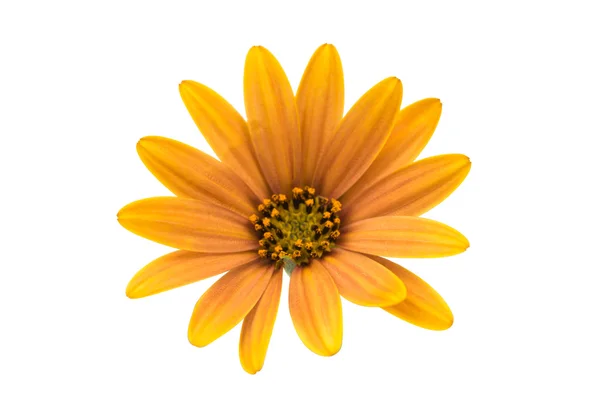 Osteospermum Daisy or Cape Daisy Flower —  Fotos de Stock