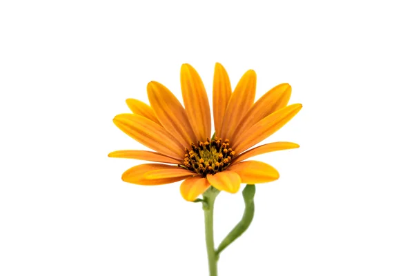 Osteospermum daisy oder cape daisy flower Blume — Stockfoto