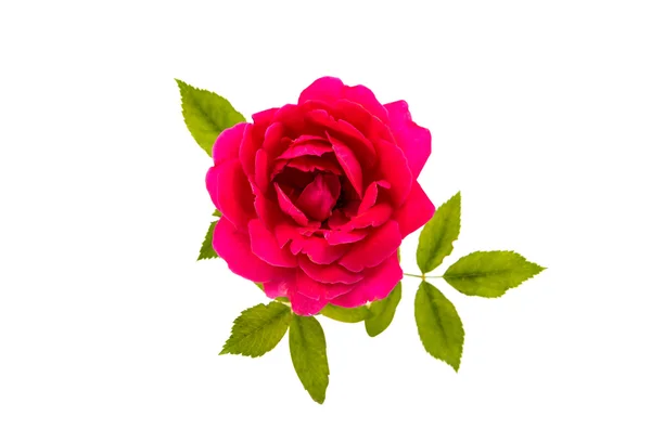 Rode roos geïsoleerd — Stockfoto