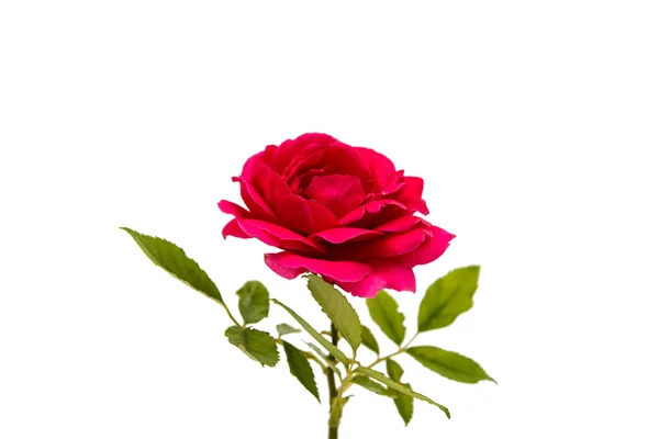 Red rose isolated — Stock Photo, Image